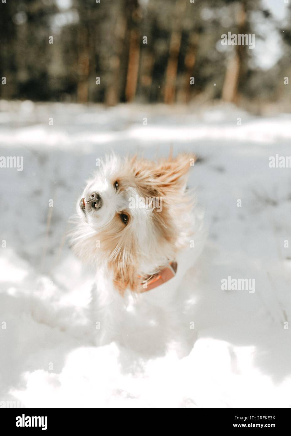 Cute little dog shakes his head in winter forest Stock Photo