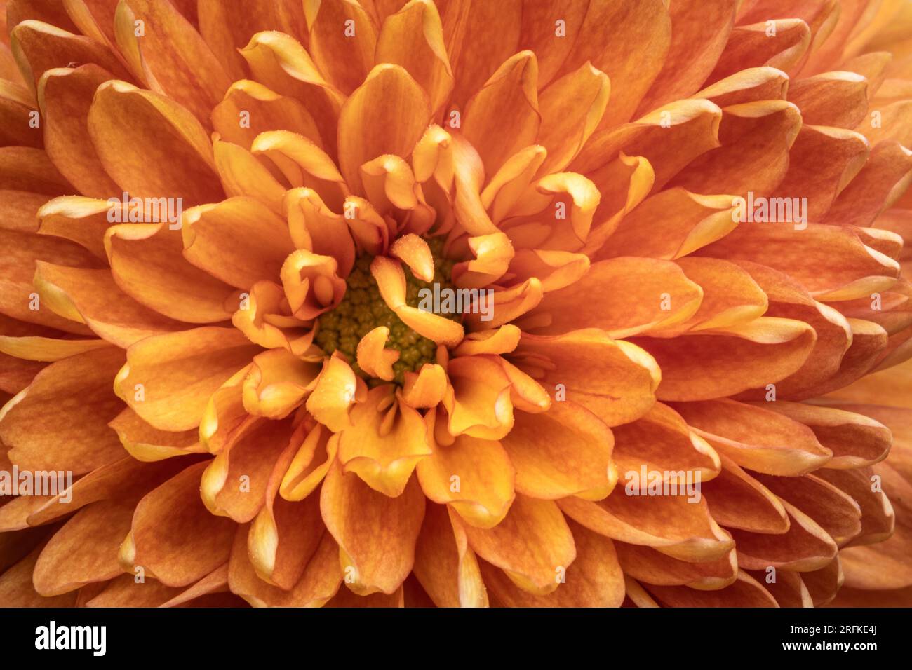 Chrysanthemum closeup image hi-res stock photography and images - Alamy