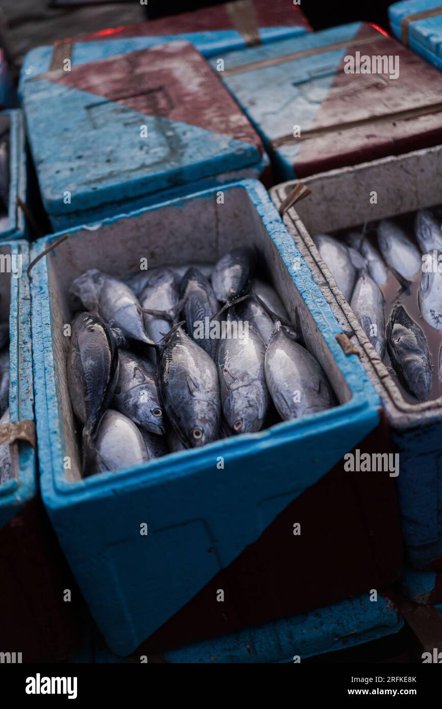 Fish catch, fish in containers, Bali, Jimbaran. Stock Photo