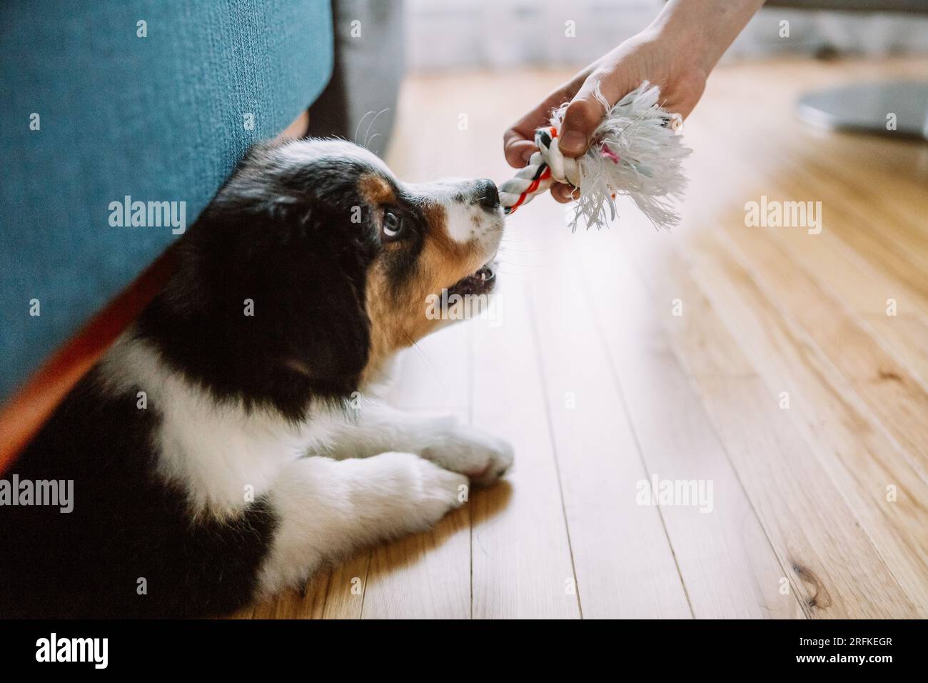 black tricolor australian shepperd puppy playing with a rope and a boy Stock Photo