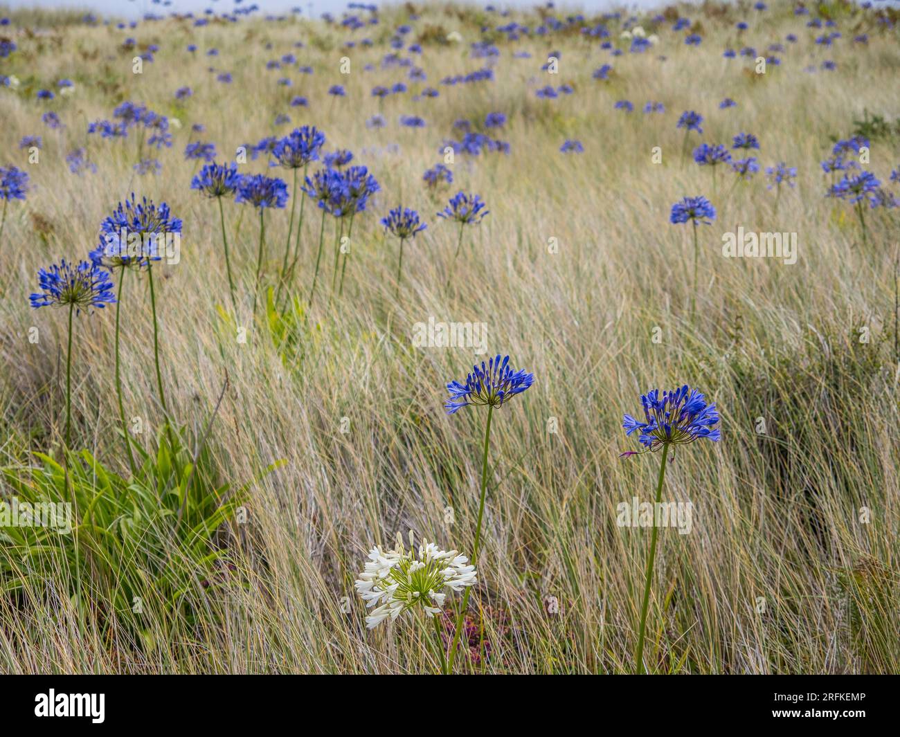 Agapanthus Umbellatus, Lilly of The Nile, Growing on Sand Dunes, nr Corn Near Road, Tresco, Isles of Scilly, Cornwall, England, UK, GB. Stock Photo