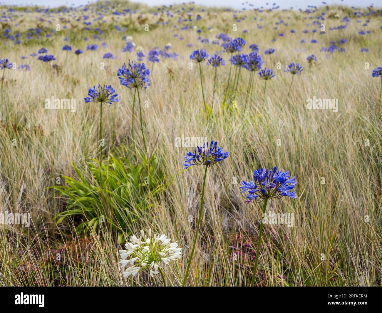 Agapanthus Umbellatus, Lilly of The Nile, Growing on Sand Dunes, nr Corn Near Road, Tresco, Isles of Scilly, Cornwall, England, UK, GB. Stock Photo