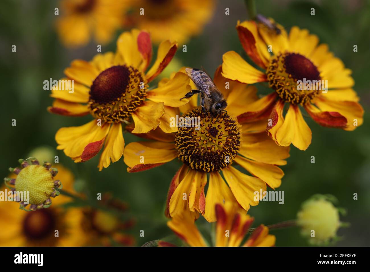 a honey bee on a common sneezeweed flowers in the summer garden Stock Photo
