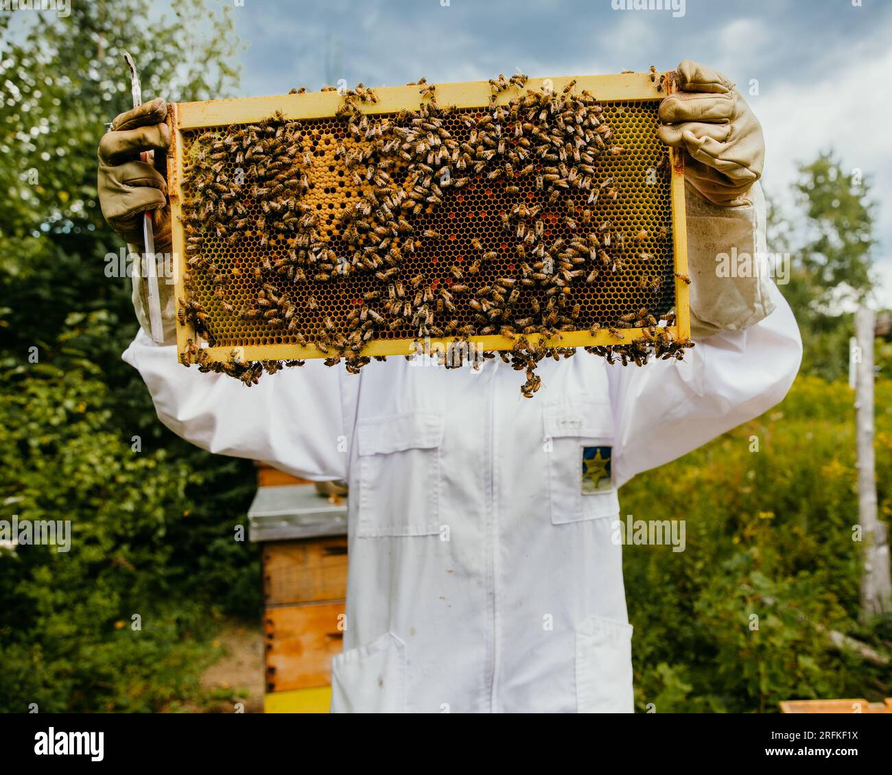 beekeeper inspecting her hives full of bees Stock Photo