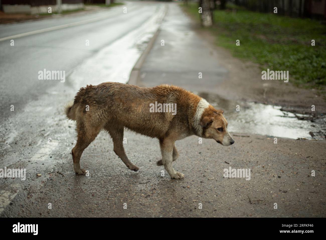 Angry dog on street. Homeless dog on road. Pet without owner. Stock Photo