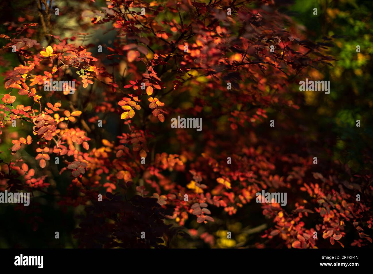 Beautiful golden red autumn leaves hi-res stock photography and images ...