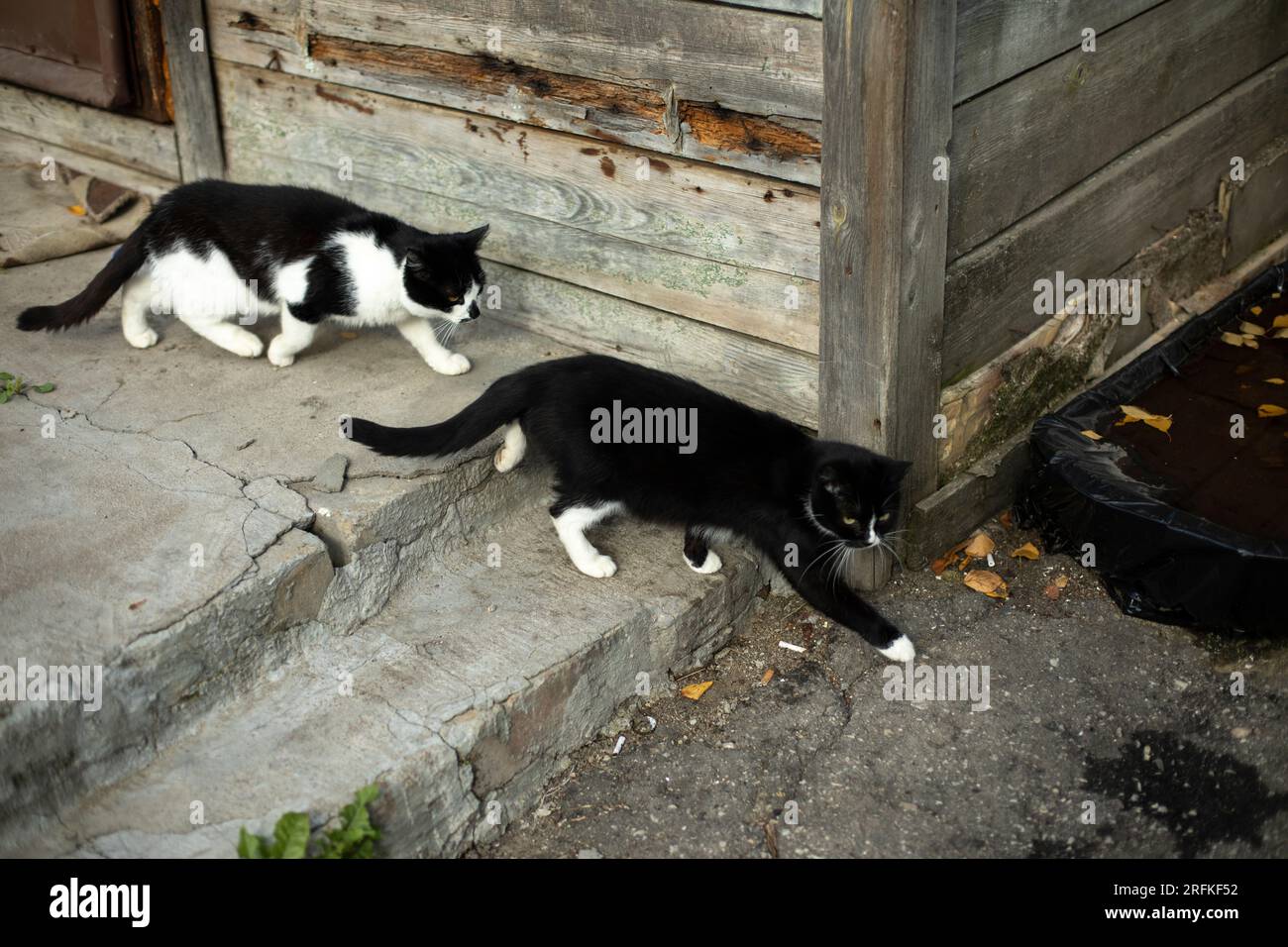 Two cats go along wall. White and black cat on street. Stock Photo