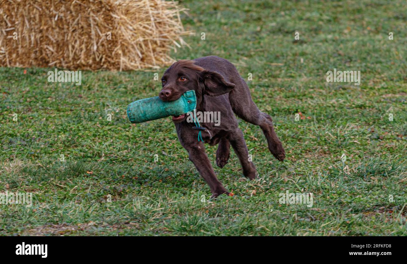 Working Springer and Cocker Spaniels gun dog training session practicing scurries. The spaniels