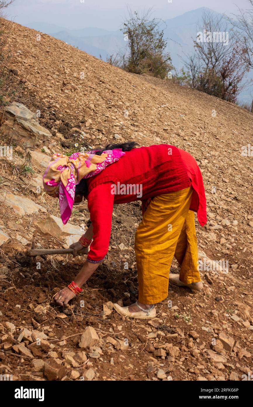 Oct.14th 2022 Uttarakhand, India. Garhwali woman in traditional attire  tending to farmland, digging and tilling the soil. Embracing native farming  pra Stock Photo - Alamy