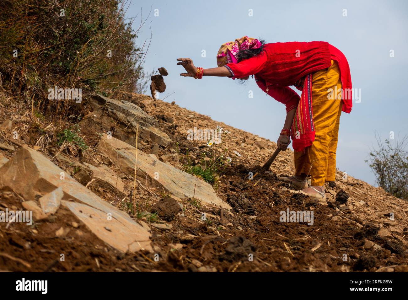 Oct.14th 2022 Uttarakhand, India. Garhwali woman in traditional attire tending to farmland, digging and tilling the soil. Embracing native farming pra Stock Photo