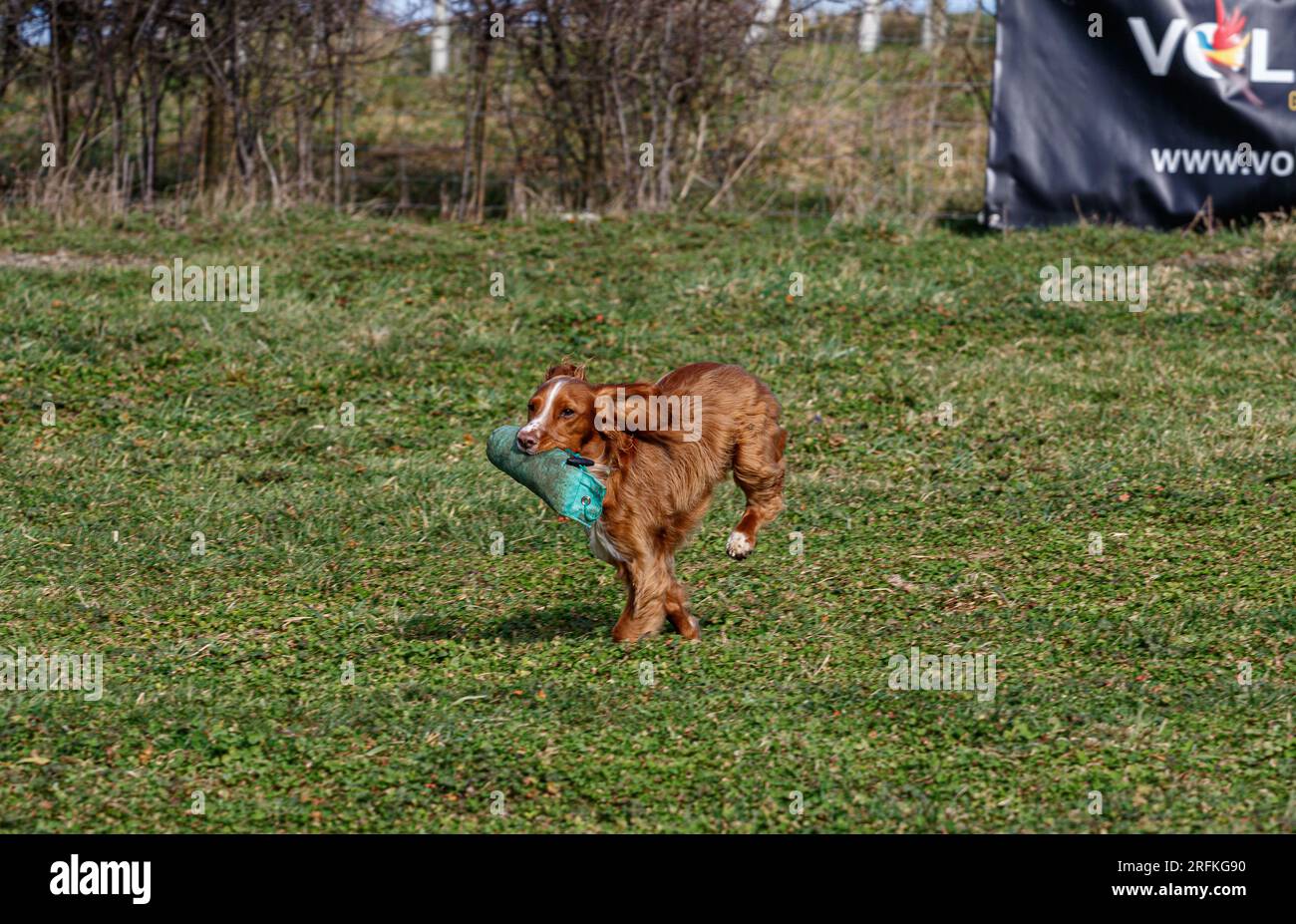 Working Springer and Cocker Spaniels gun dog training session practicing scurries. The spaniels