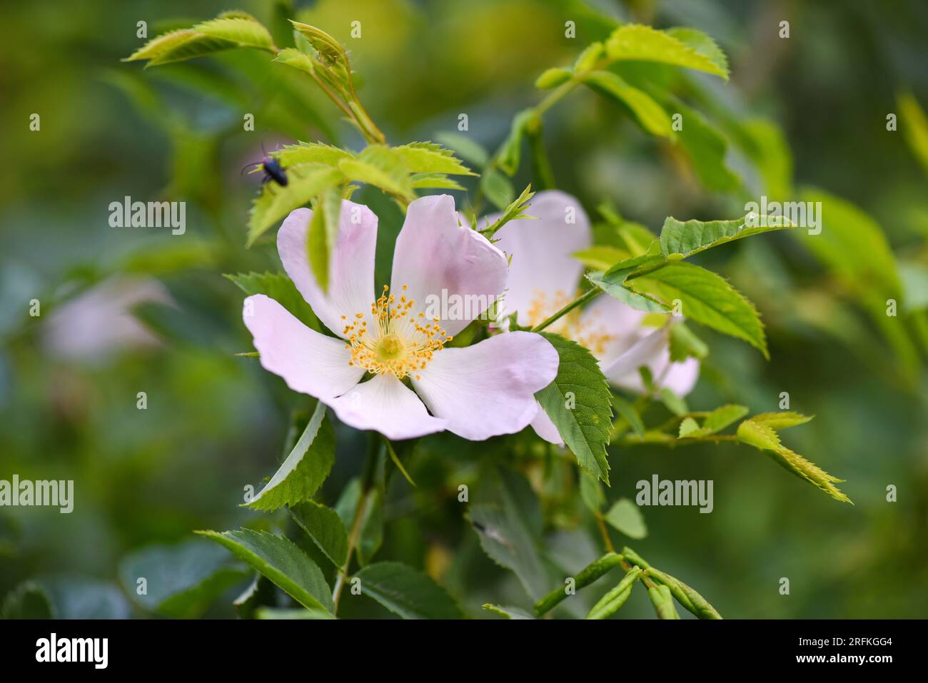 Close-up image of the beautiful flowering, Rosa Canina also known as ...