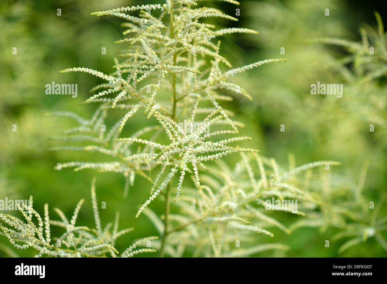 Volzhanka ordinary, or Aruncus dioicus grows and blooms in the garden in summer. Natural background Stock Photo