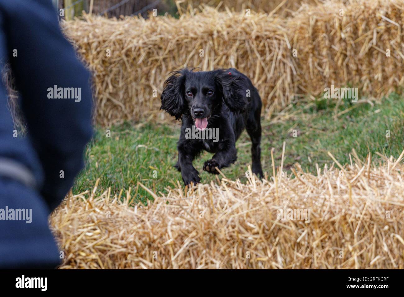 Working Springer and Cocker Spaniels gun dog training session practicing scurries. The spaniels