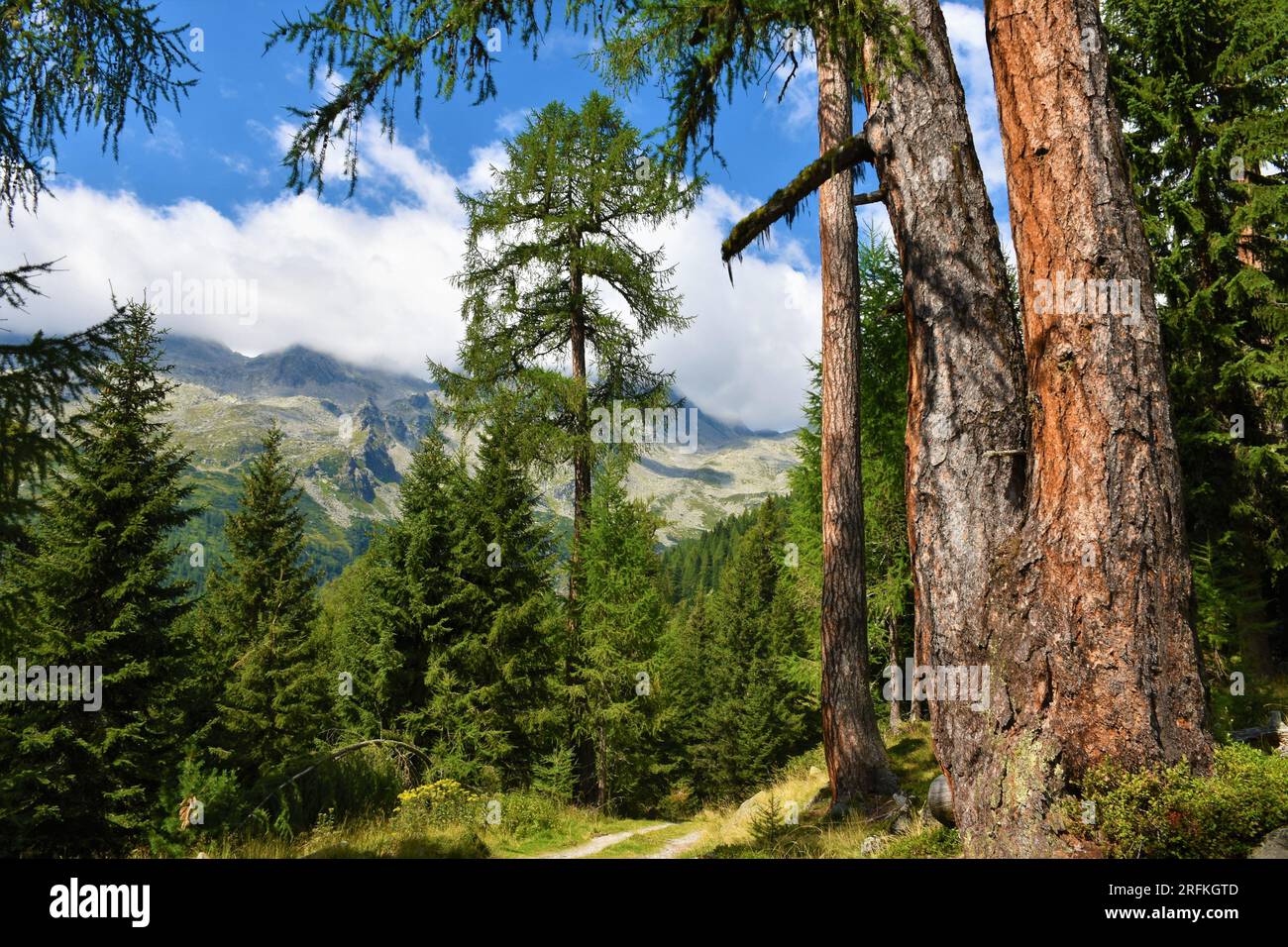 Larch (Larix decidua) and spruce forest in High Tauern mountains in Carinthia, Austria Stock Photo