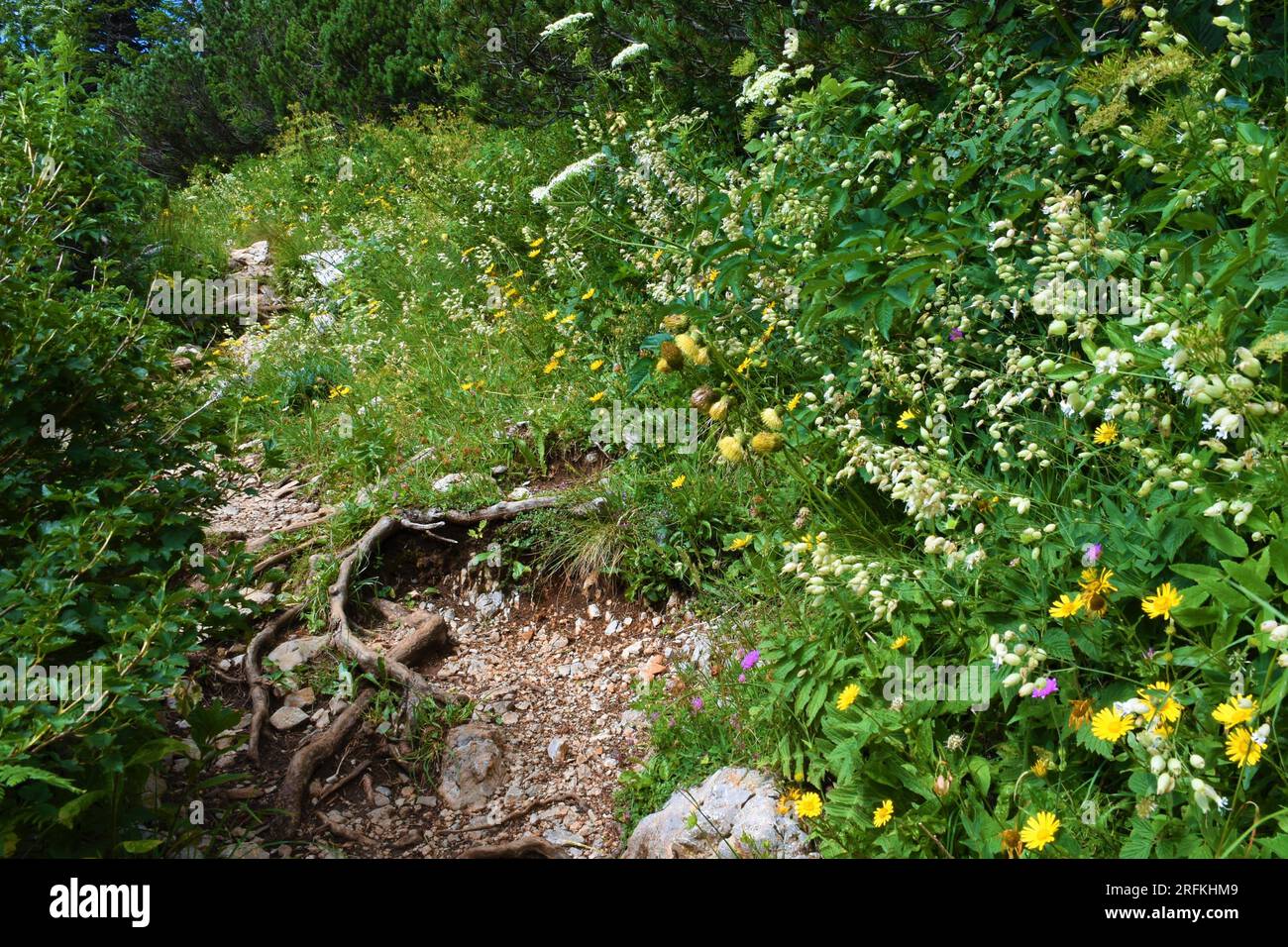Meadow next to a trail with yellow melancholy thistle (Cirsium erisithales) and bladder campion (Silene vulgaris) flowers on the way to Sneznik mounta Stock Photo