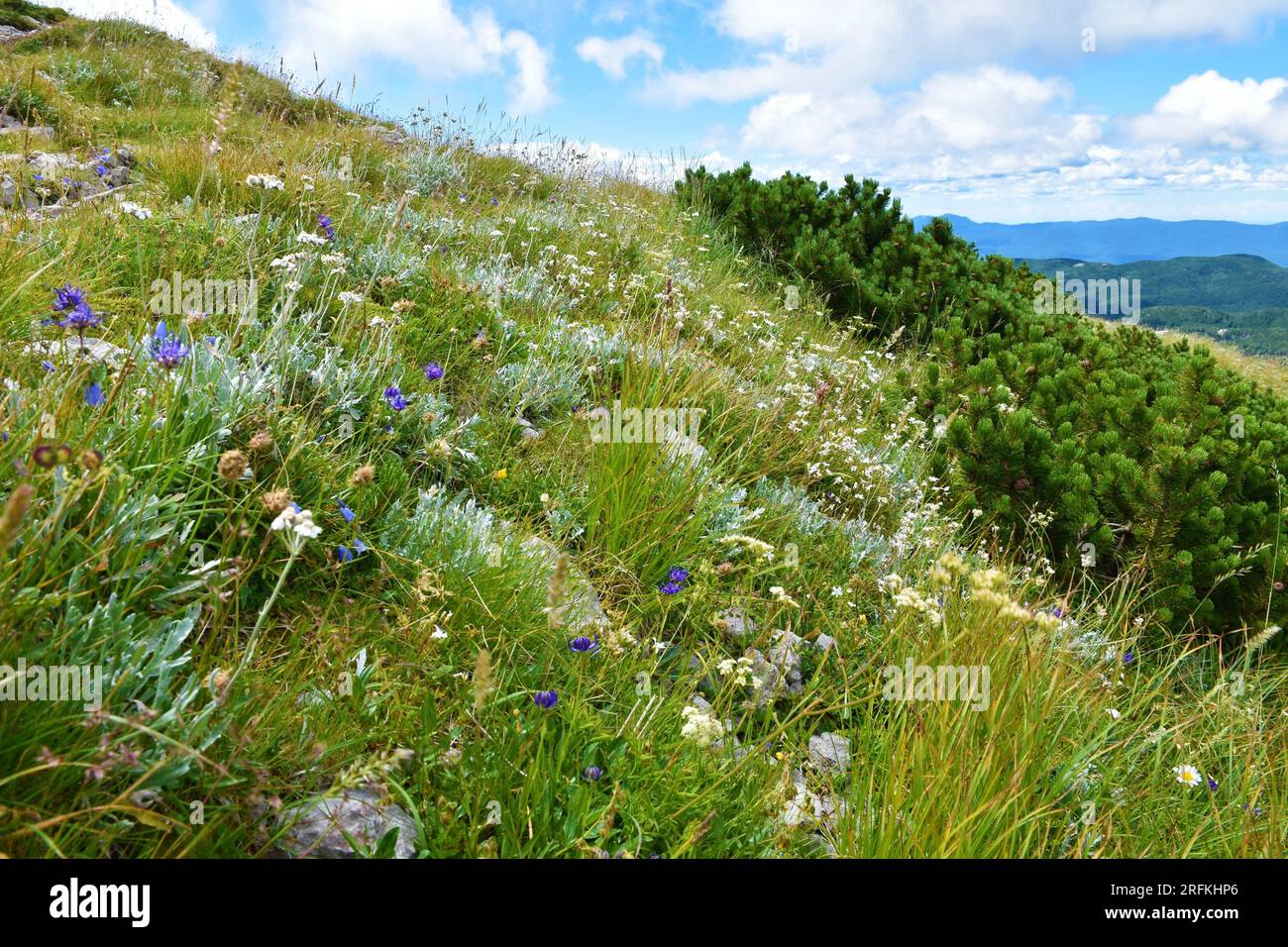 Alpine meadow with white yarrow (Achillea) and blue rampion (Phyteuma hemisphaericum) flowers at Sneznik mountain in Notranjska, Slovenia Stock Photo