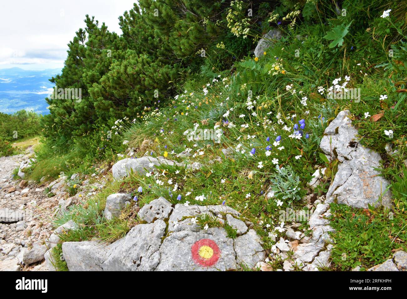 Wild garden with white Silene alpestris flowers next to the trail to Sneznik mountain in Slovenia Stock Photo