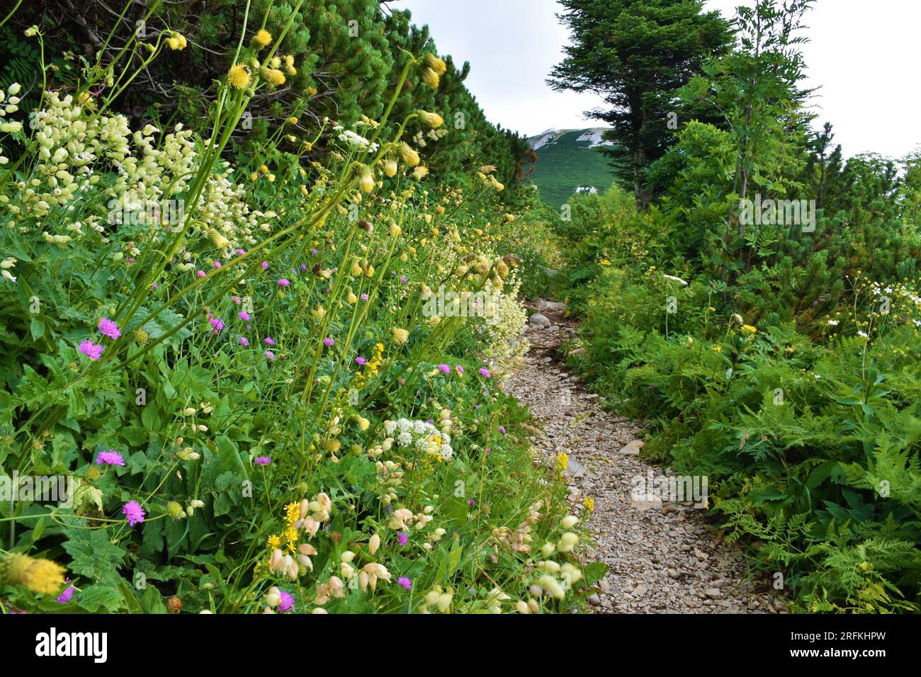 Wild garden with yellow melancholy thistle (Cirsium erisithales) and bladder campion (Silene vulgaris) flowers next to a trail leading to Sneznik moun Stock Photo