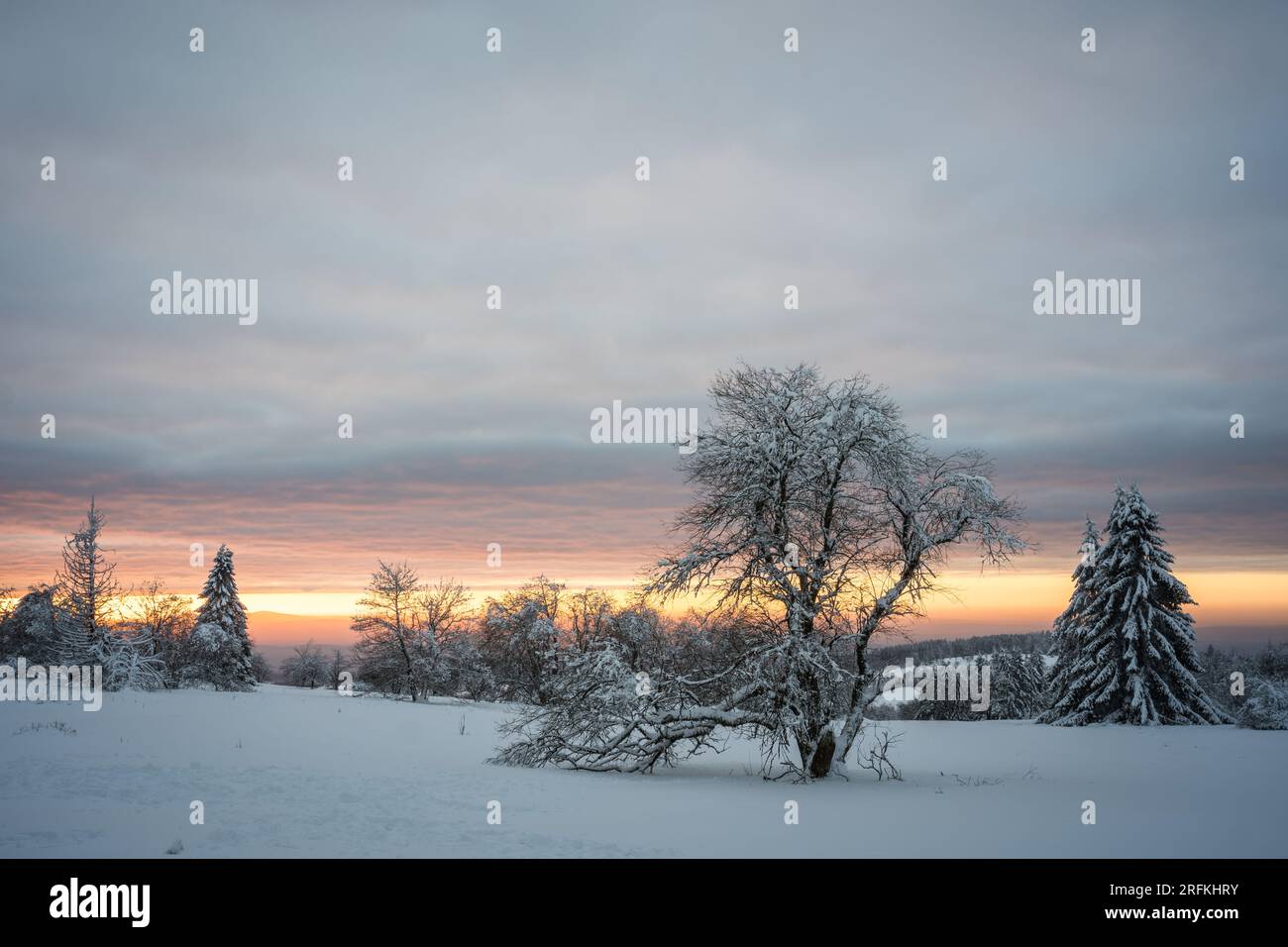 Winterbaum / Winterlandschaft /Abendhimmel / Sonnenuntergang am Hoherodskopf im Vogelsberg Hessen Stock Photo