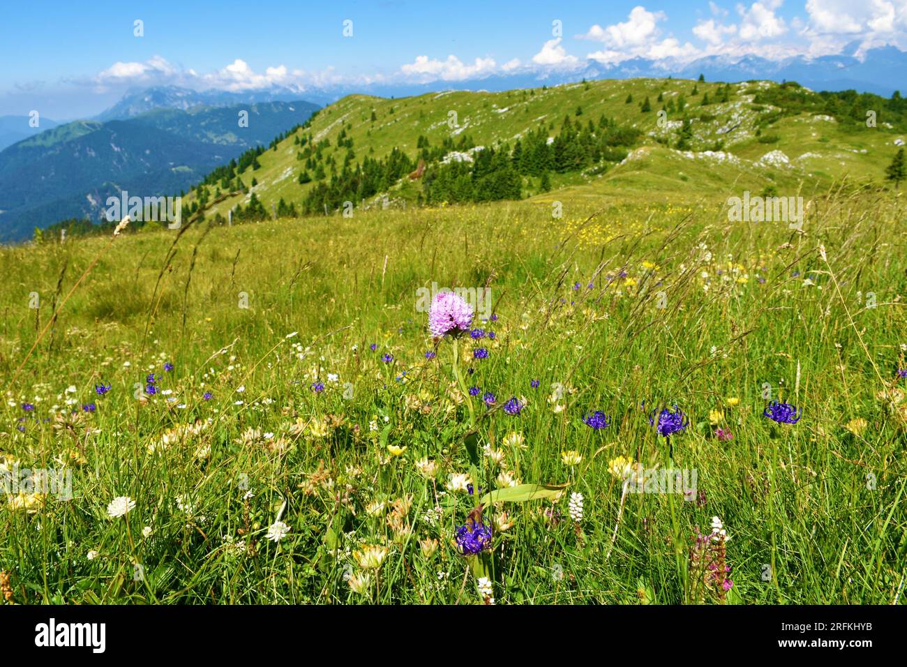 Round headed orchid (Traunsteinera globosa) pink flower on a mountain meadow at Ratitovec in Gorenjska, Slovenia Stock Photo