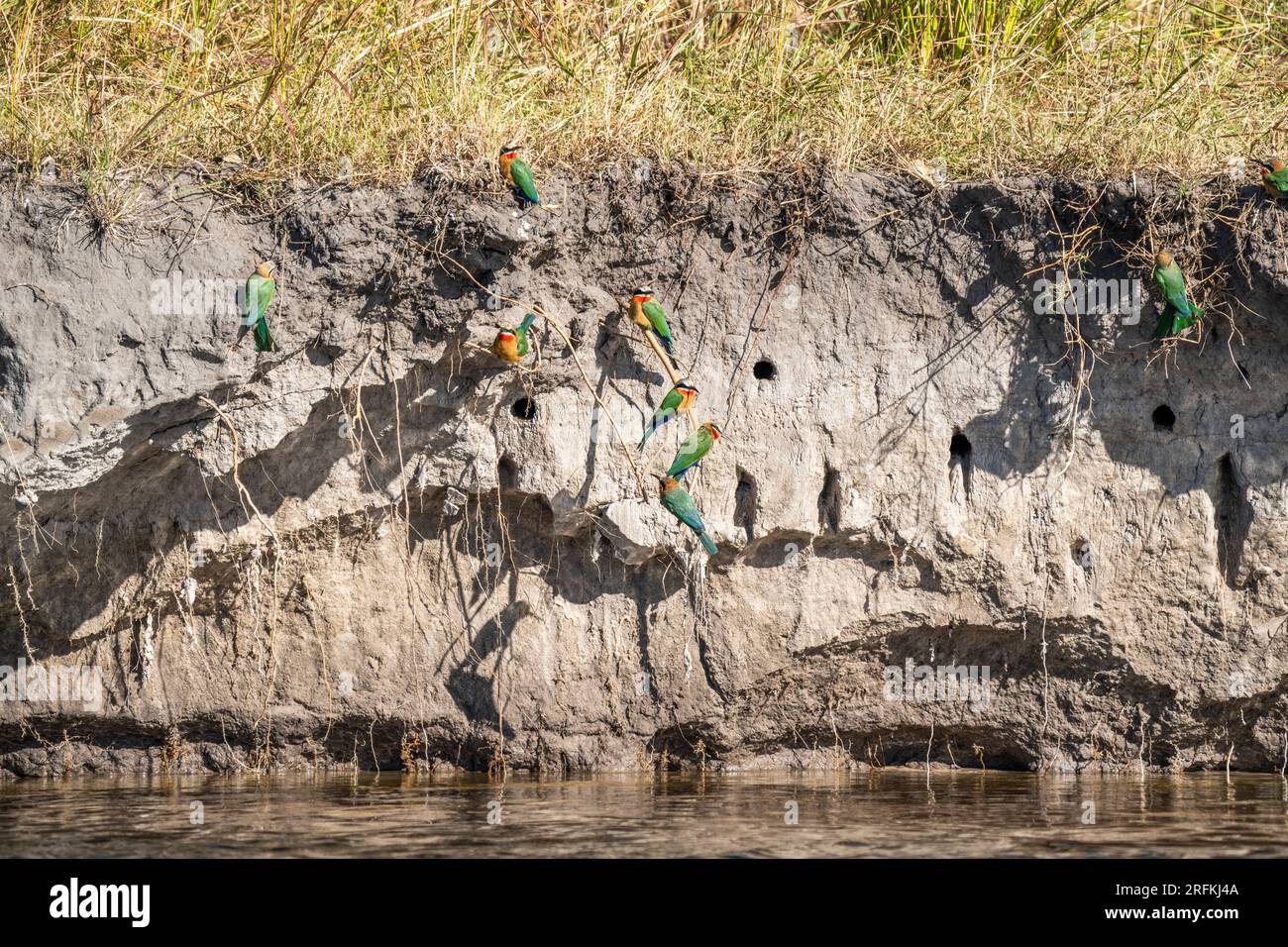 Beeeaters nesting in a river bank. Many birds sits outside their