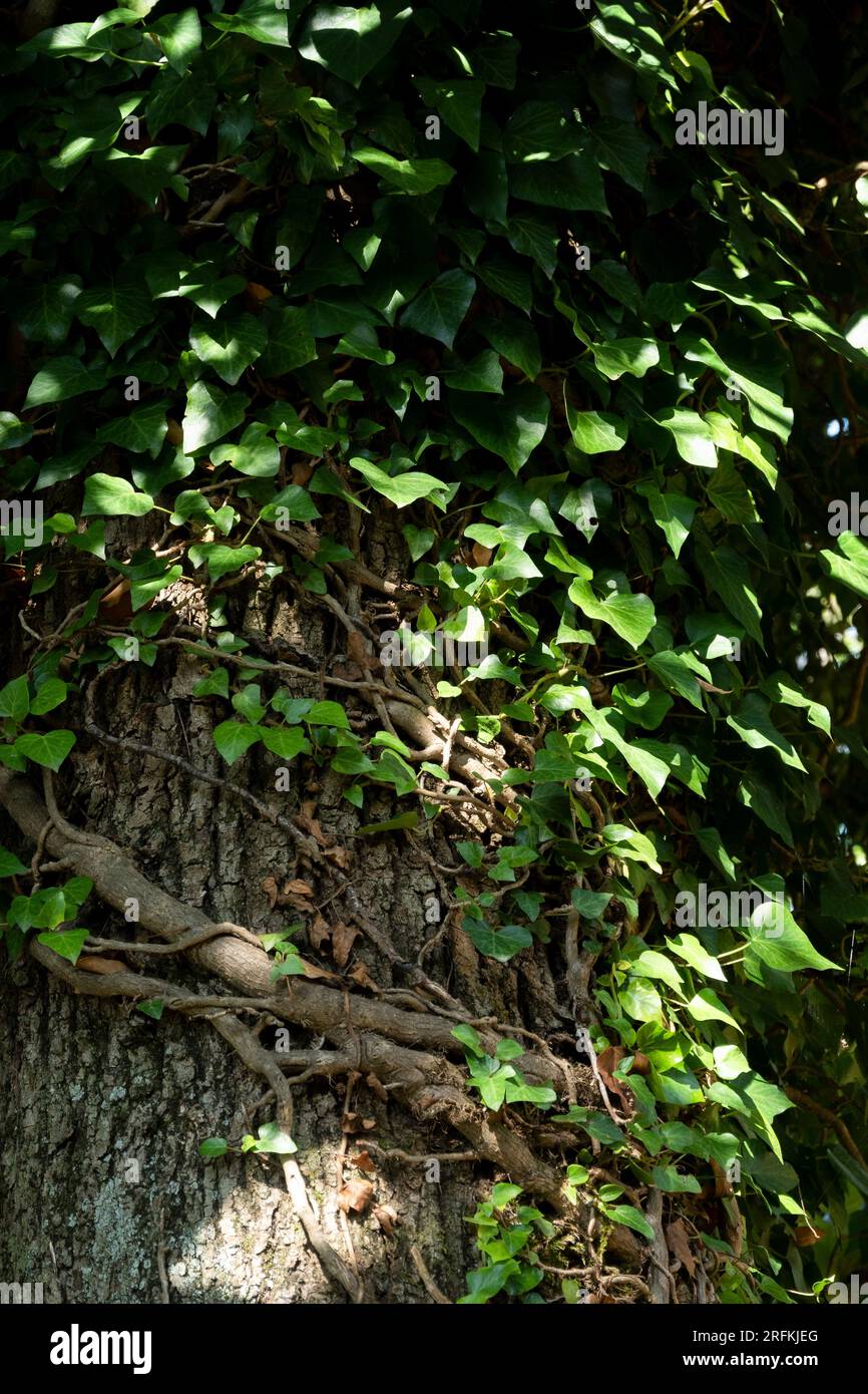 Large tree root system hi res stock photography and images Alamy Large tree root system hi res stock photography and images Alamy