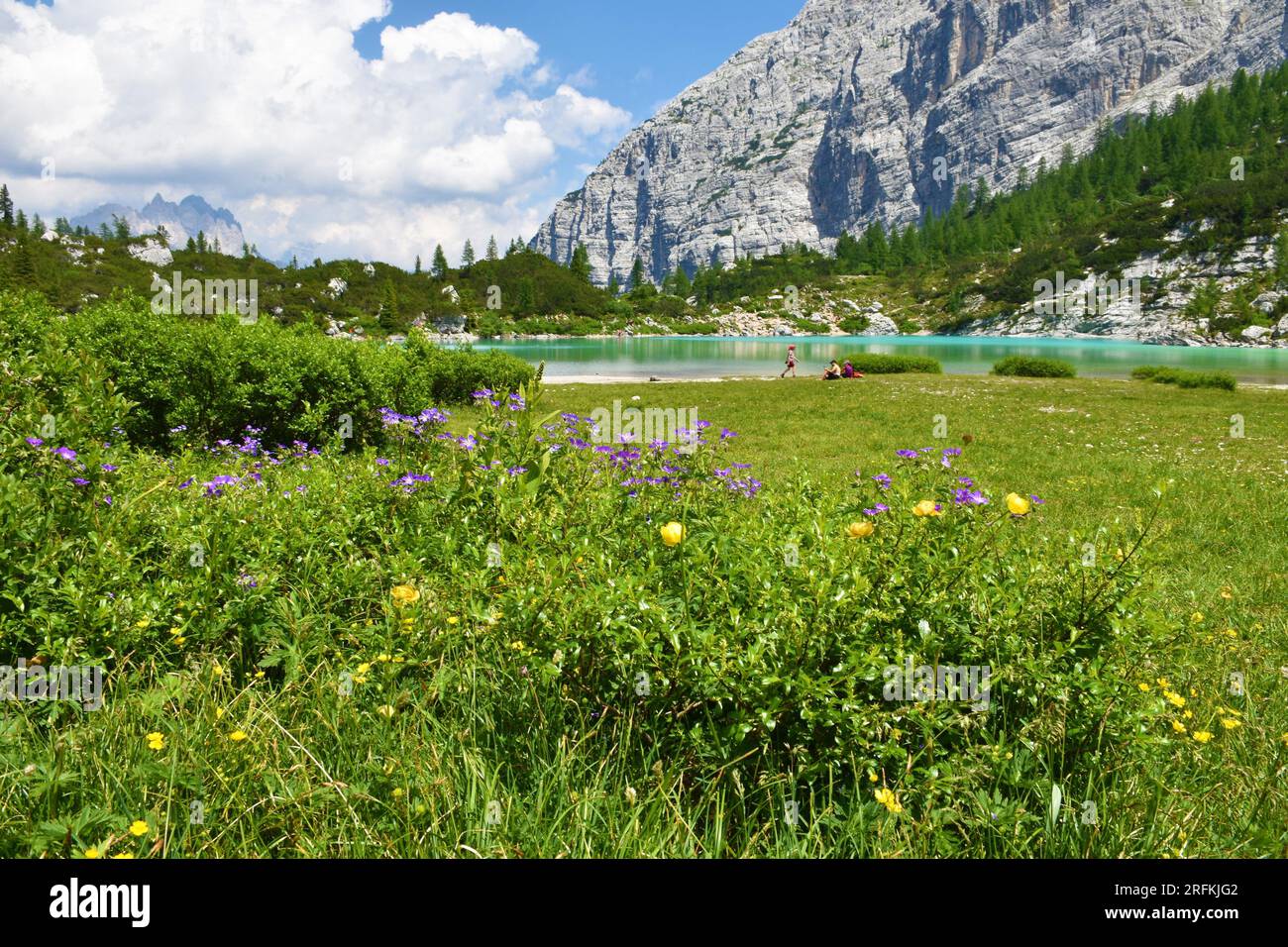 Wood cranesbill (Geranium sylvaticum) flowers growing at a meadow at lake Sorapis near Cortina d'Ampezzo in Veneto region and Belluno province in Ital Stock Photo