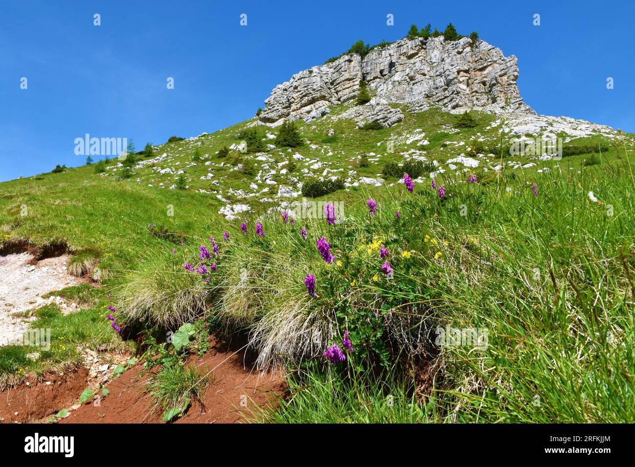 Purple alpine sainfoin (Hedysarum hedysaroides) flowers growing bellow a mountain peak in Dolomite mountains in Italy Stock Photo
