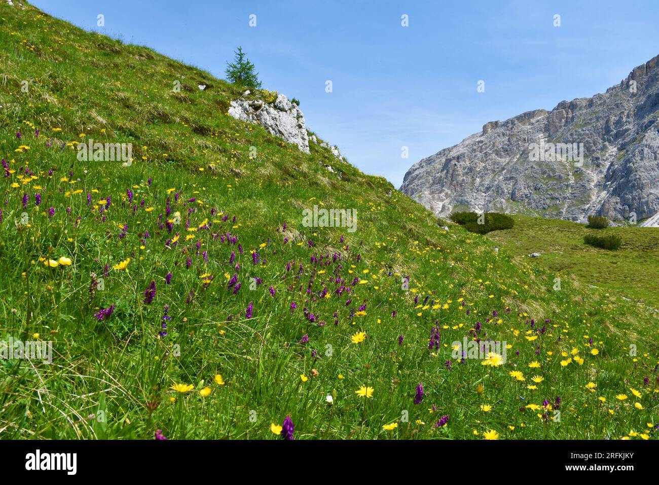 Colorful alpine meadow with pink and yellow flowers incl. alpine sainfoin (Hedysarum hedysaroides) at Valparola pass in Dolomite mountains, Veneto reg Stock Photo