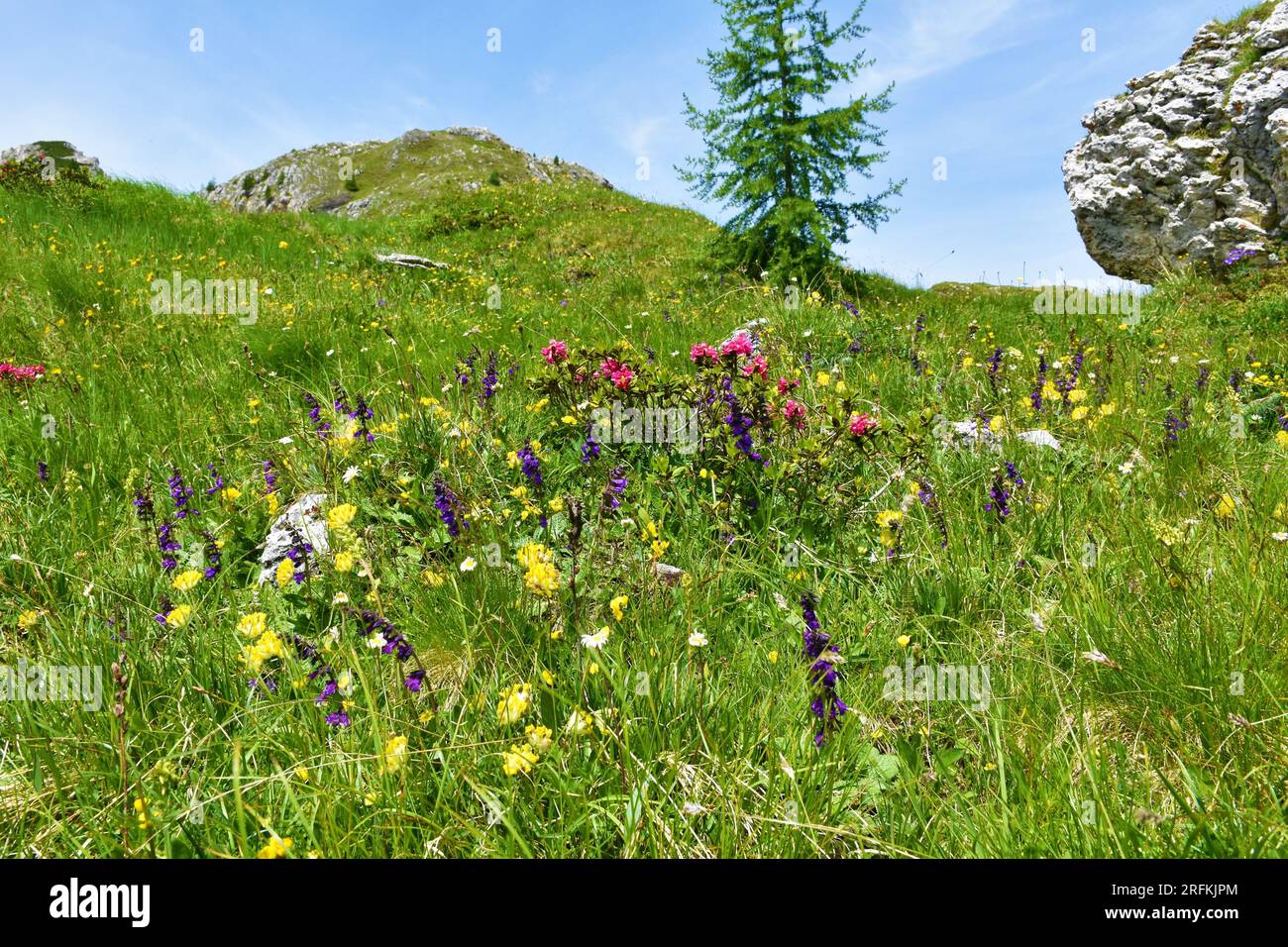 Alpine wildgarden with blue, pink and yellow flowers incl. dragon mouth or pyrenean dead-nettle (Horminum pyrenaicum), alpenrose (Rhododendron ferrugi Stock Photo
