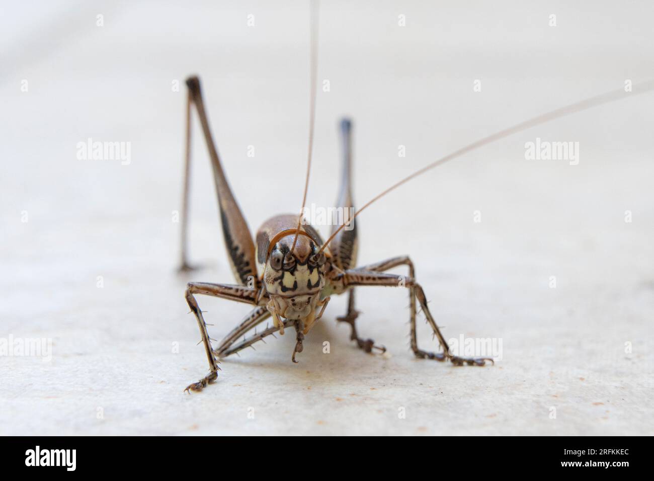 Close up of cricket on the white wall. Macro photography of cricket