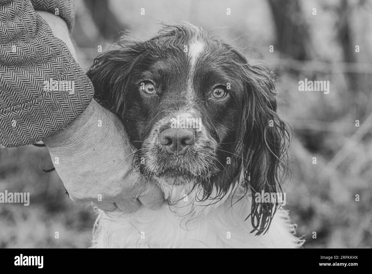 Working Springer and Cocker Spaniels gun dog training session practicing scurries.  The spaniels were running, jumping fences and retrieving dummies Stock Photo