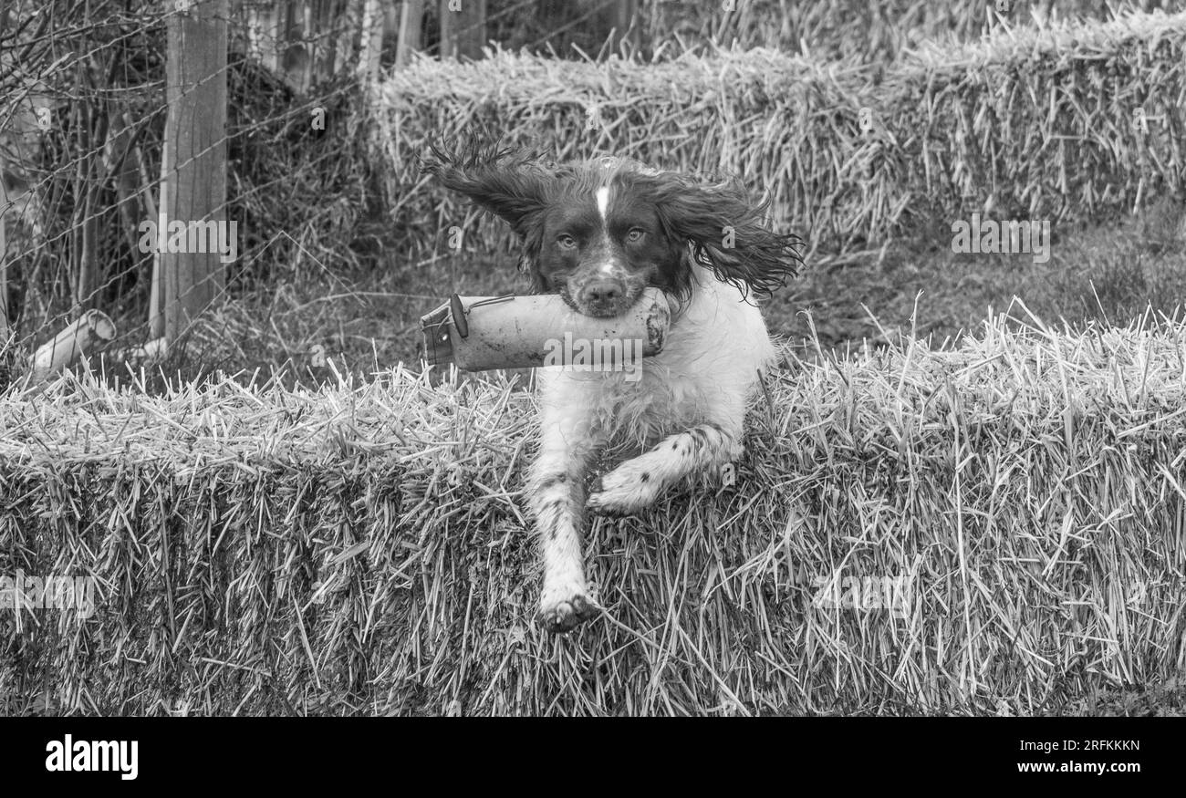 Working Springer and Cocker Spaniels gun dog training session practicing scurries.  The spaniels were running, jumping fences and retrieving dummies Stock Photo