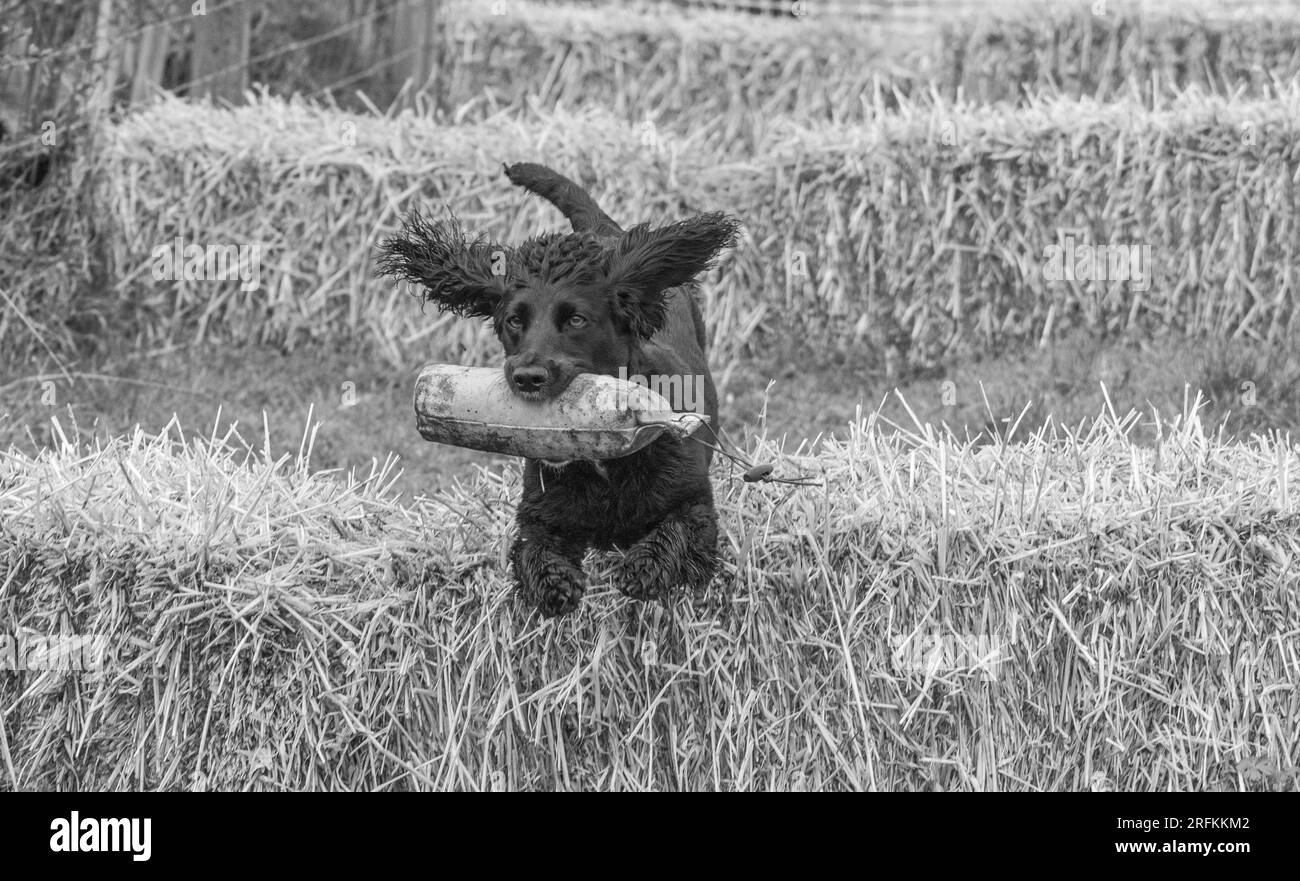 Working Springer and Cocker Spaniels gun dog training session practicing scurries.  The spaniels were running, jumping fences and retrieving dummies Stock Photo