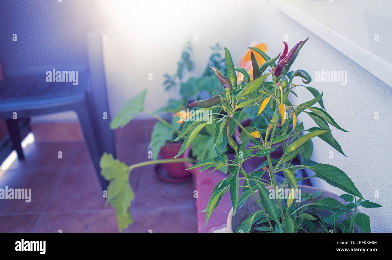 Chillies plant pot hi-res stock photography and images - Alamy