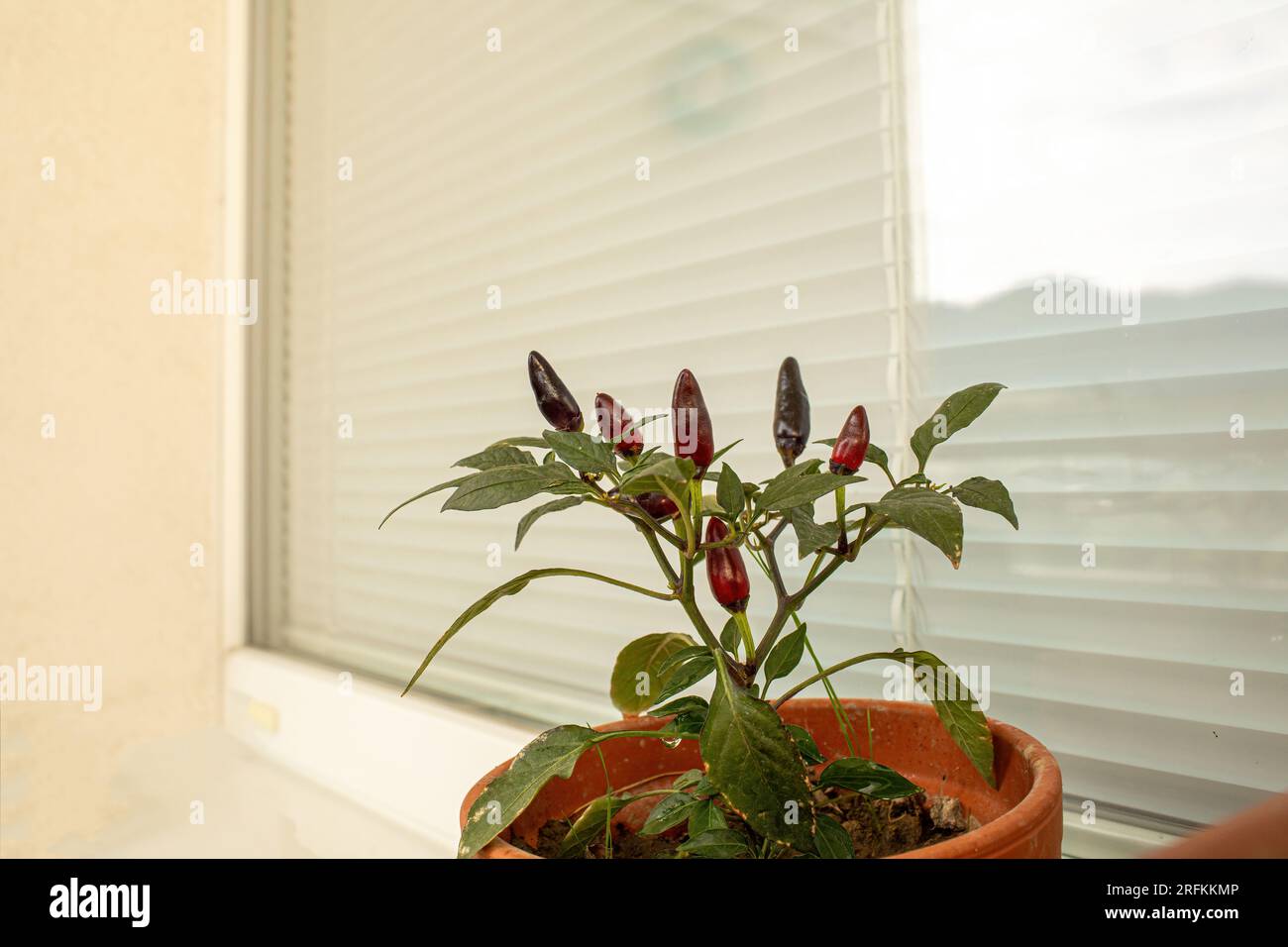 Chilli plant balcony hi-res stock photography and images - Alamy
