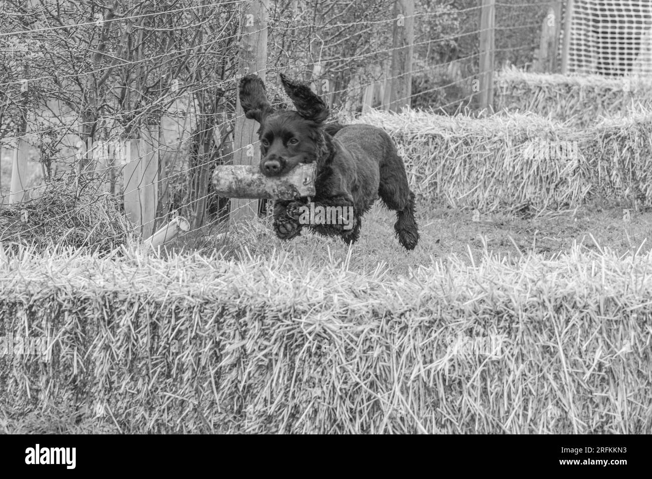 Working Springer and Cocker Spaniels gun dog training session practicing scurries.  The spaniels were running, jumping fences and retrieving dummies Stock Photo