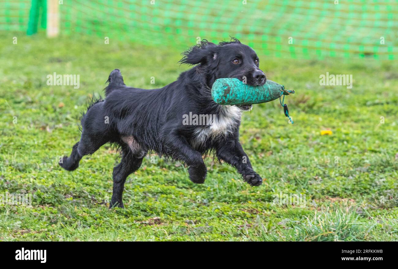 Working Springer and Cocker Spaniels gun dog training session practicing scurries.  The spaniels were running, jumping fences and retrieving dummies Stock Photo