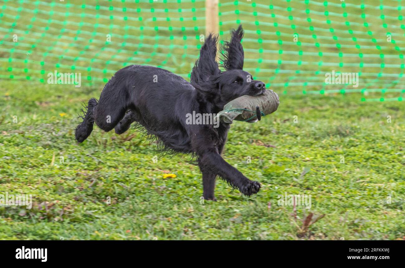 Working springer spaniel hi-res stock photography and images - Alamy