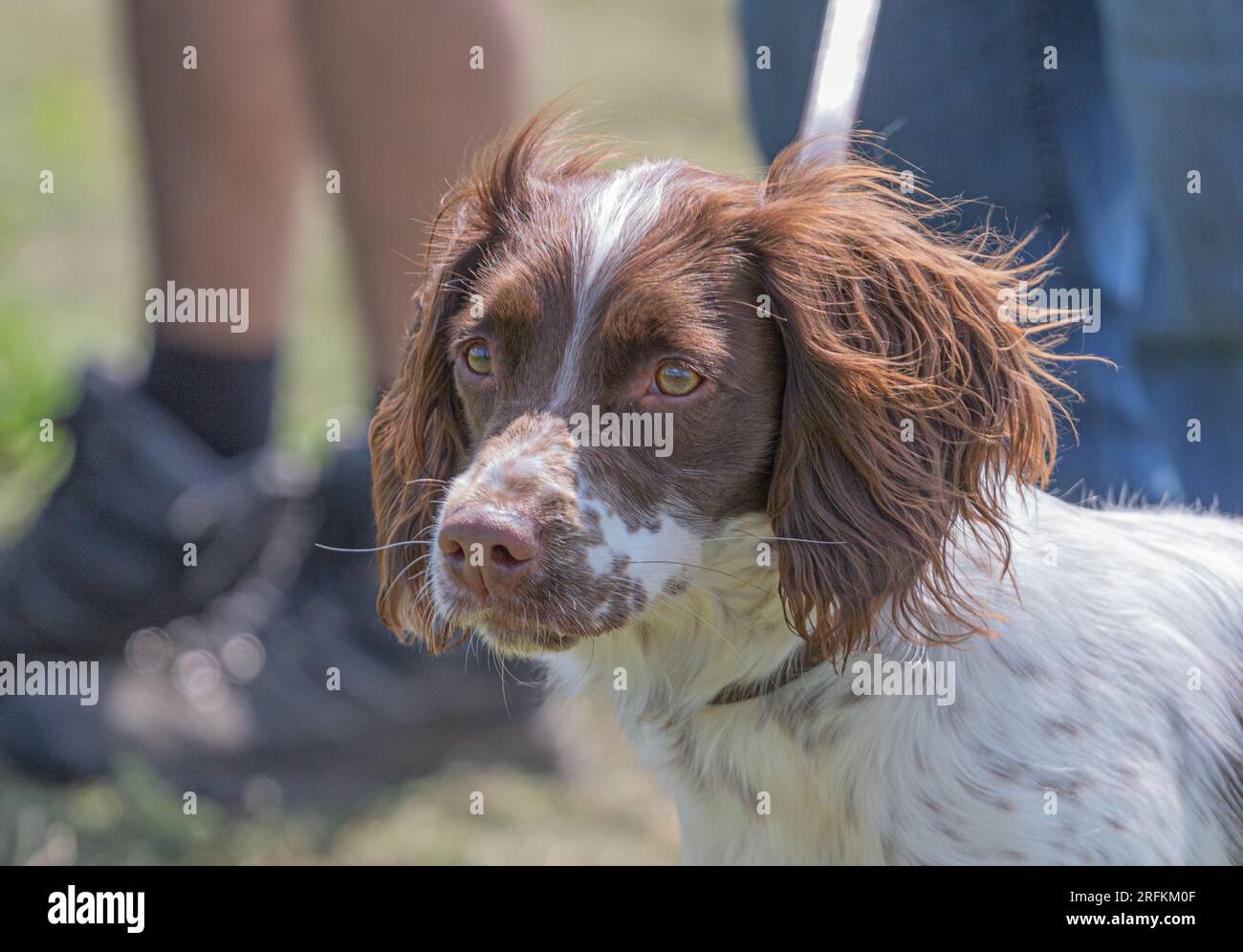 Working Springer and Cocker Spaniels gun dog training session practicing scurries. The spaniels