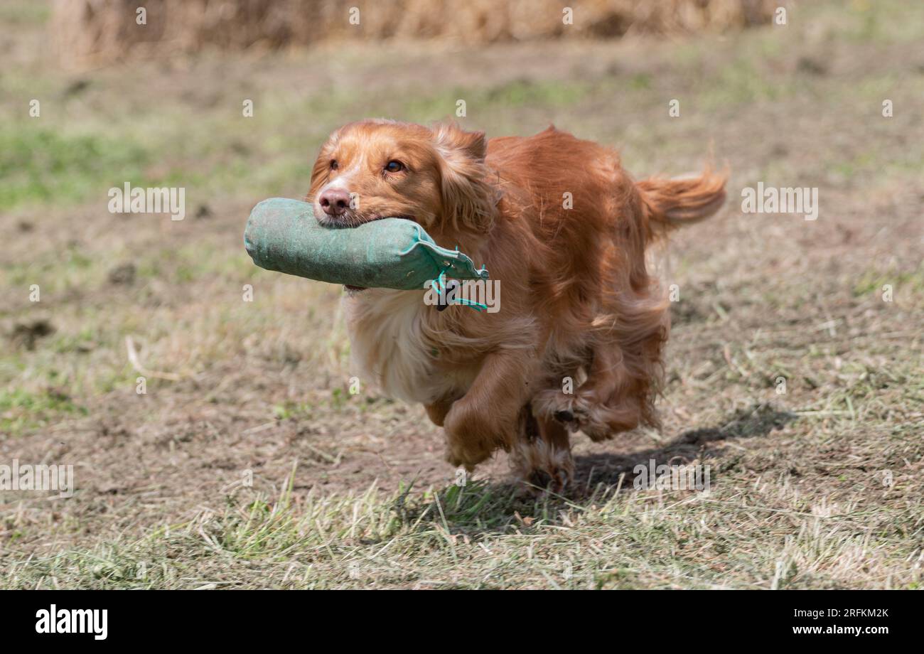 Working Springer and Cocker Spaniels gun dog training session