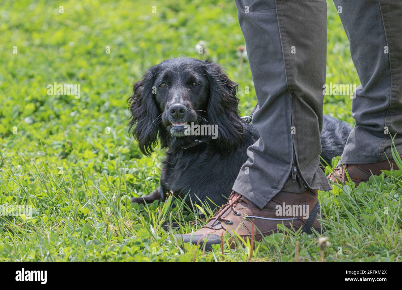 Working Springer and Cocker Spaniels gun dog training session practicing scurries. The spaniels