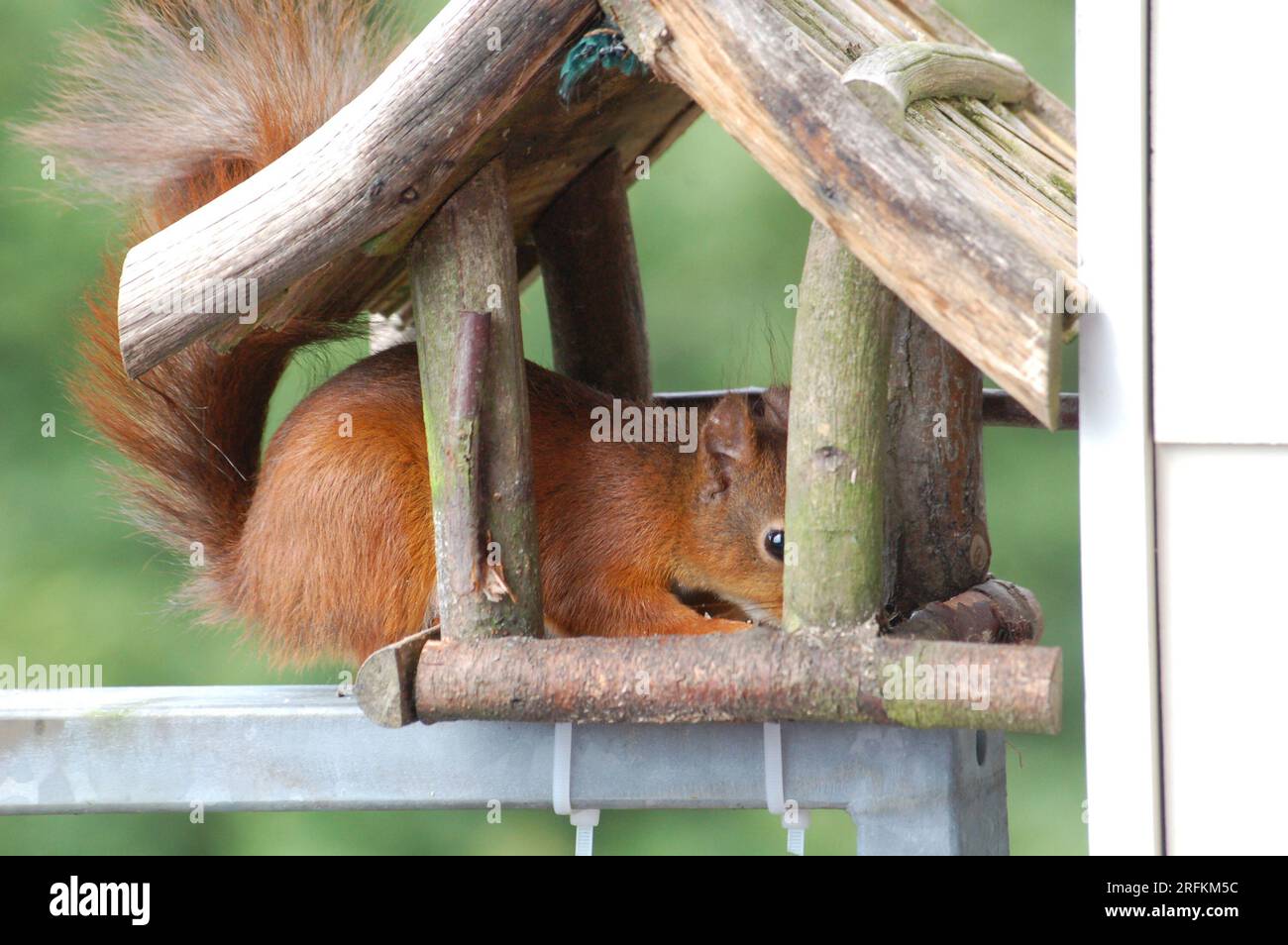 A squirrel conquers the birdhouse Stock Photo Alamy
