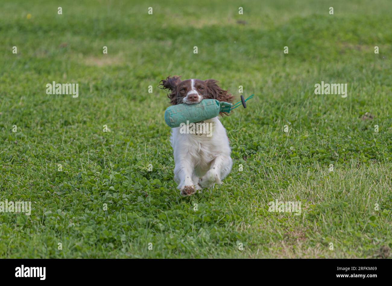 Working Springer and Cocker Spaniels gun dog training session practicing scurries. The spaniels