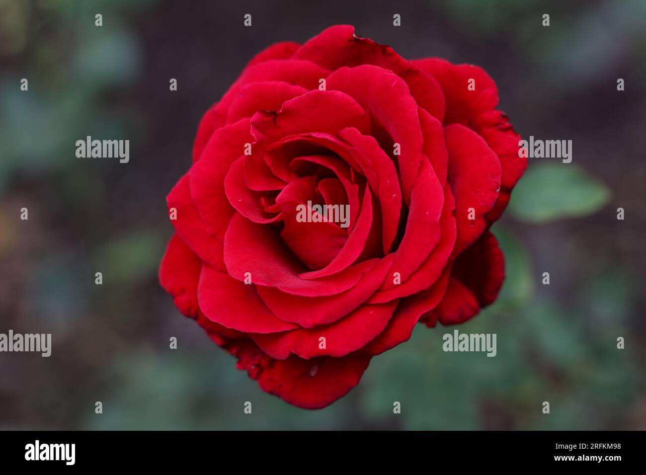 single bright red rose in full bloom with dark green background Stock ...