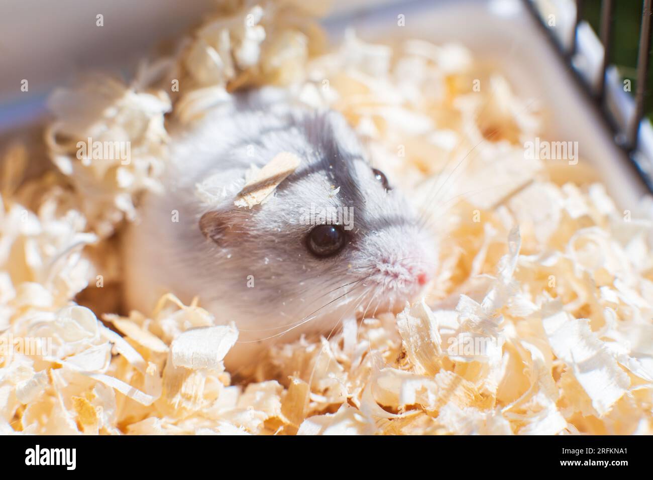 View of A gray little hamster close-up lives in a cage with wood shavings. Cute ...