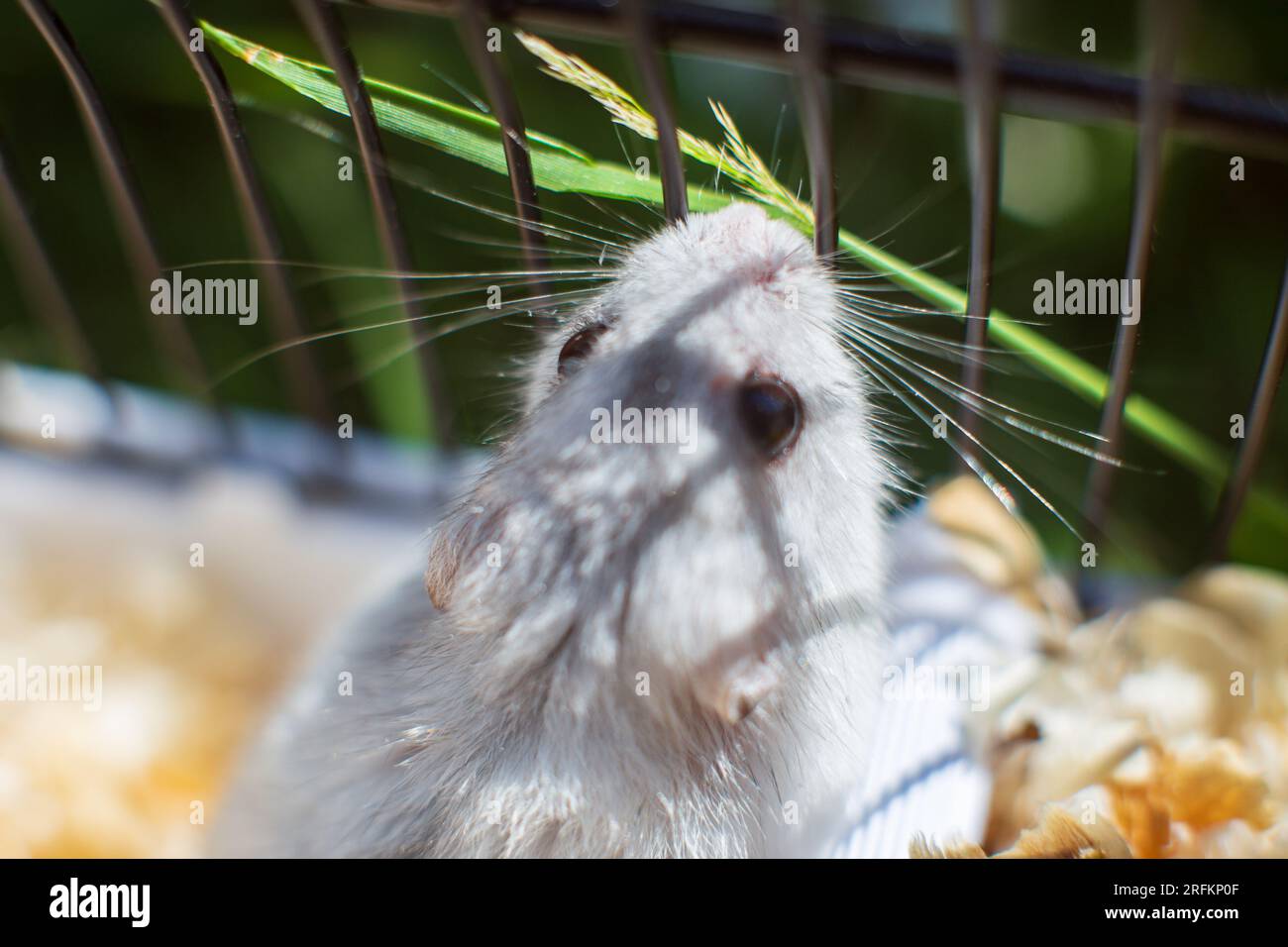 Hamster cage outlet wood shavings