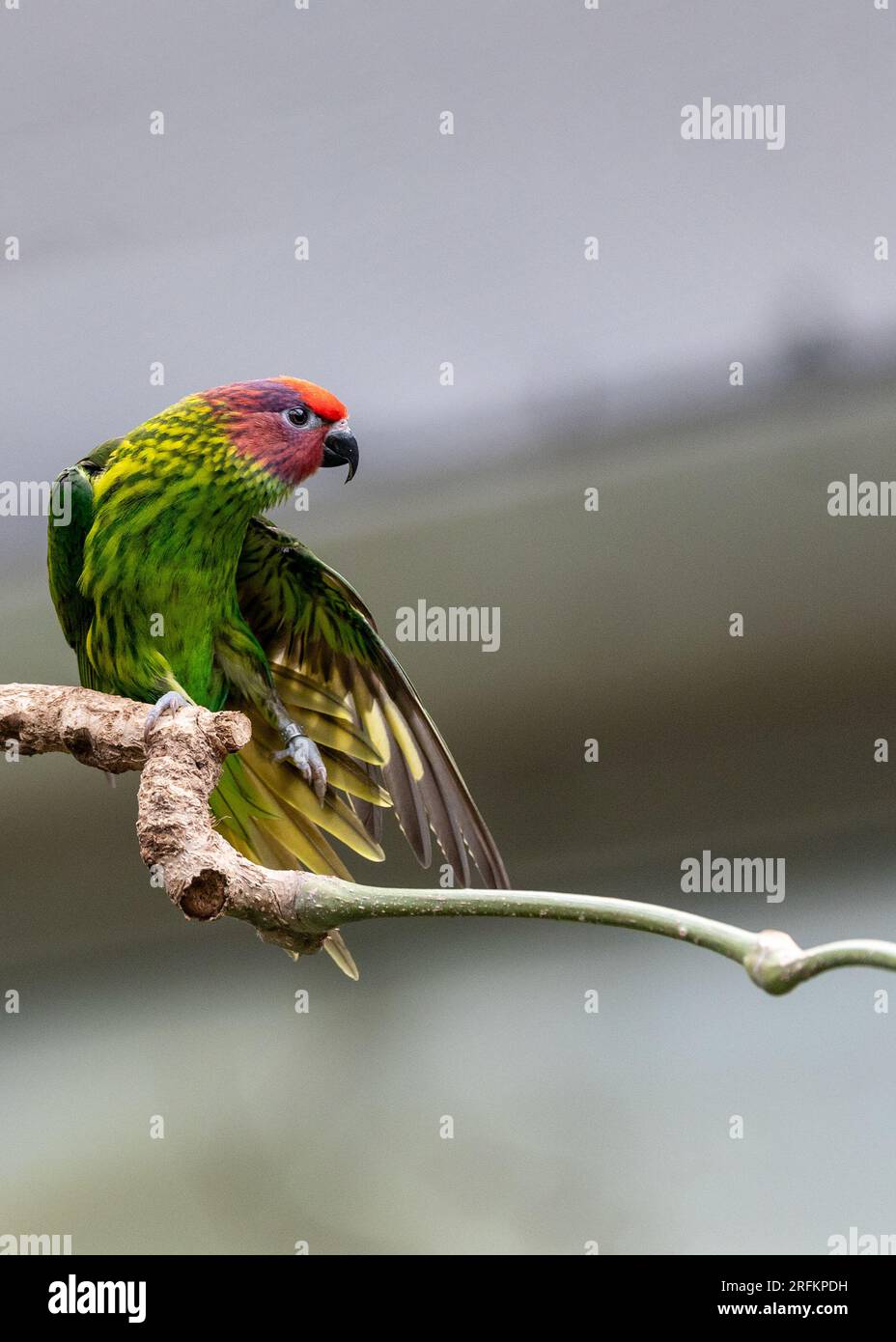 A striking Golden's Lorikeet (Trichoglossus goldiei) displaying its brilliant plumage. This dazzling parrot species is native to the rainforests of Pa Stock Photo