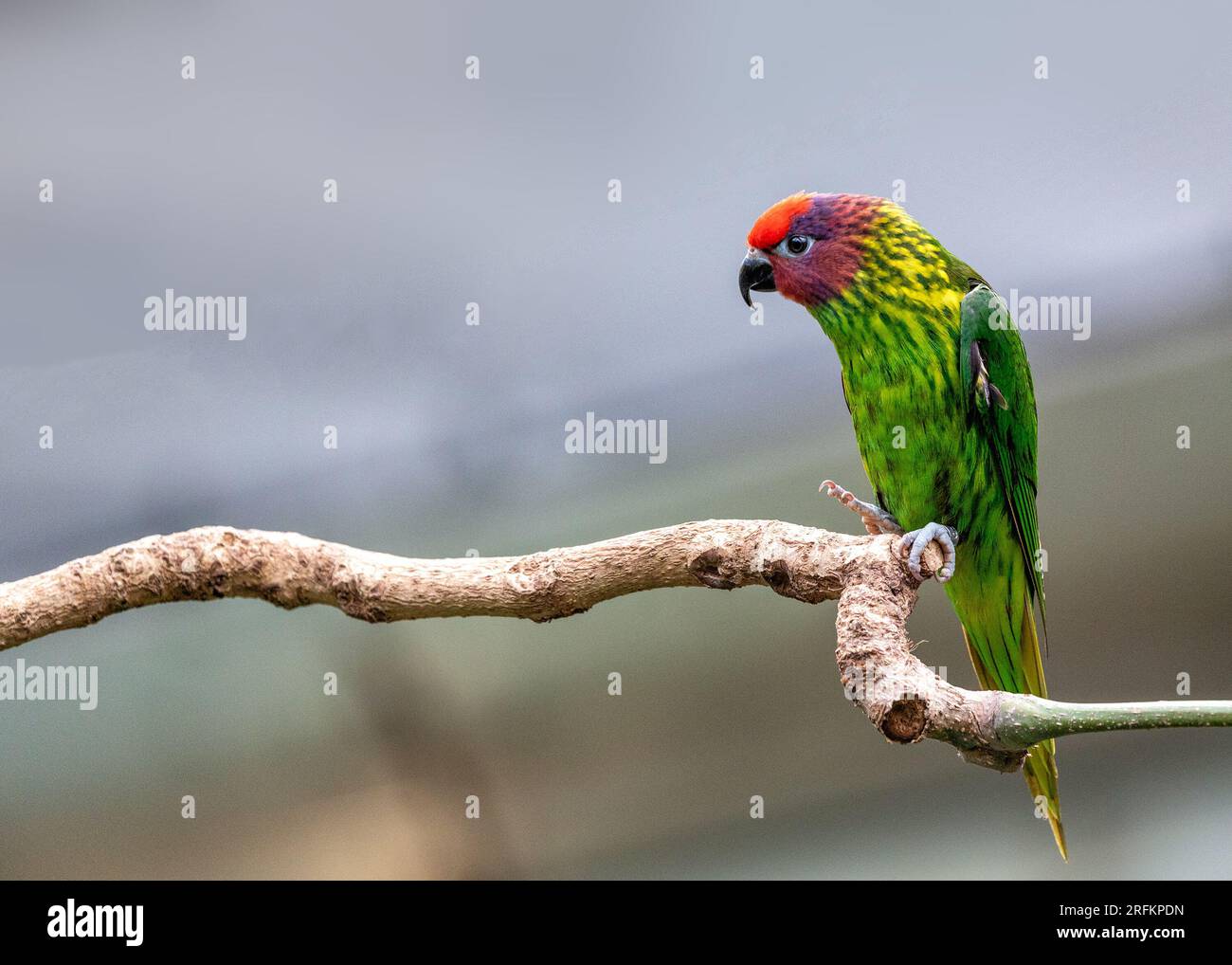 A striking Golden's Lorikeet (Trichoglossus goldiei) displaying its brilliant plumage. This dazzling parrot species is native to the rainforests of Pa Stock Photo